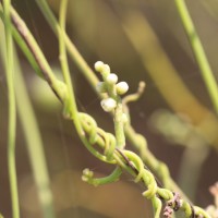 Cassytha filiformis L.